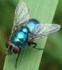 Lucilia ampullacea